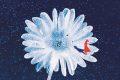 Ausschnitt aus dem Cover von "Nicht tot zu sein ist noch kein Leben" von Lou Bihl: Vor einem blauen Sternenhimmel steht eine weiße Blume. Auf einem der Blütenblätter sieht man eine kleine rote Frauenfigur.